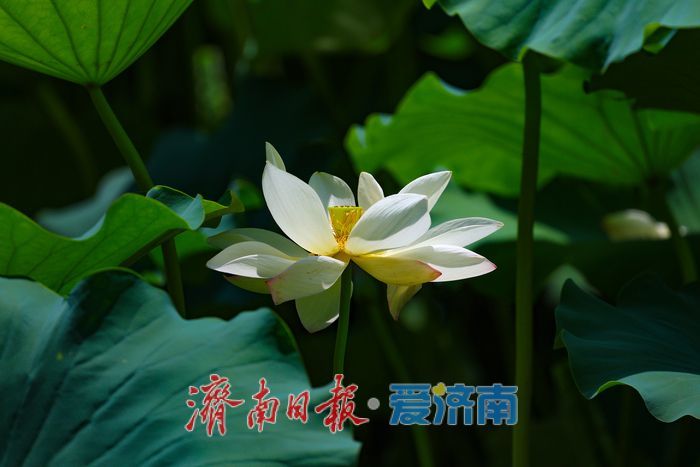 满湖荷花映华山 夏日风光惹人醉