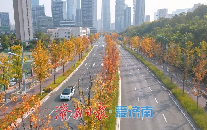 霜降过后济南CBD上演“变装秀”，娜塔栎迎来最美“叶”色