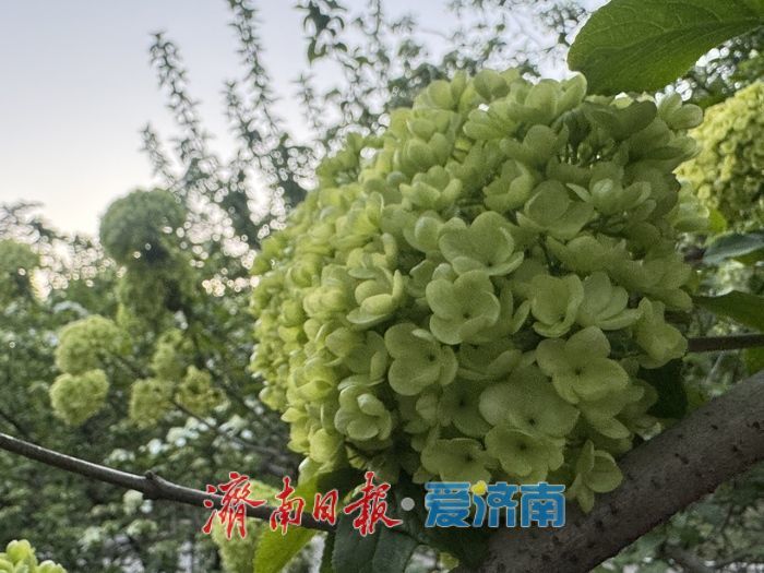 泉城回暖春意浓 木本绣球绽芳华