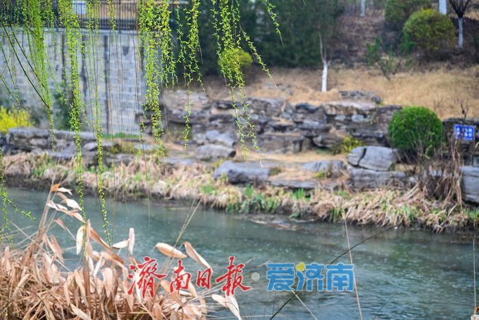 一年四季 泉在济南｜腊山河畔春来早 烟雨润得柳色新