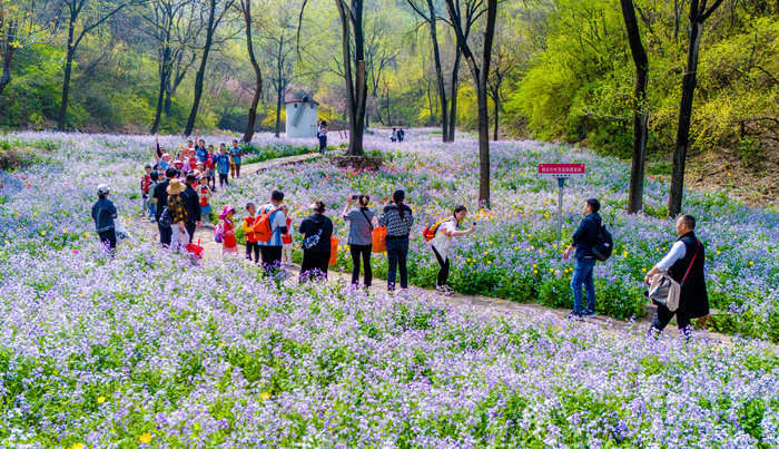 仅需9.9元，快来济南红叶谷畅游郁金香花海