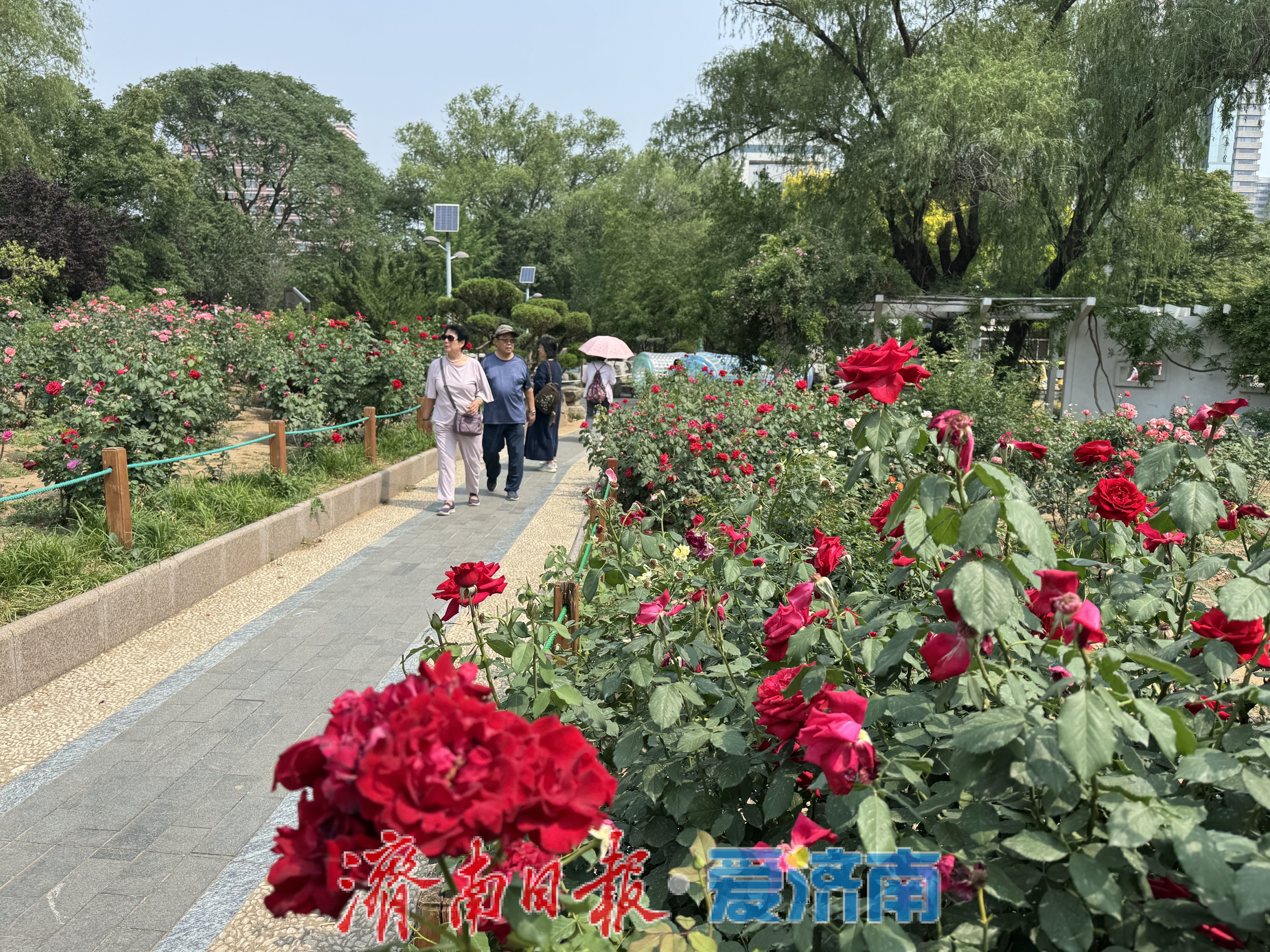 泉城公园月季园花开正艳，游客尽享浪漫花事