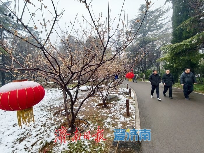 一年四季 泉在济南丨雪后蜡梅，藏在济南的春日浪漫