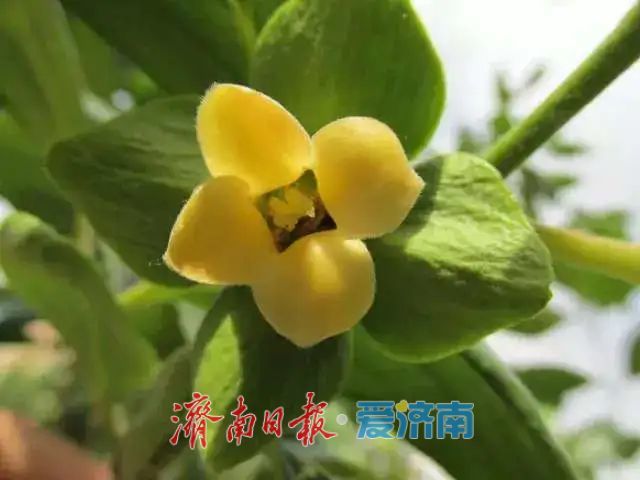 春日暖阳，带你奔赴浪漫花约，济南市特色林果赏花攻略来啦→