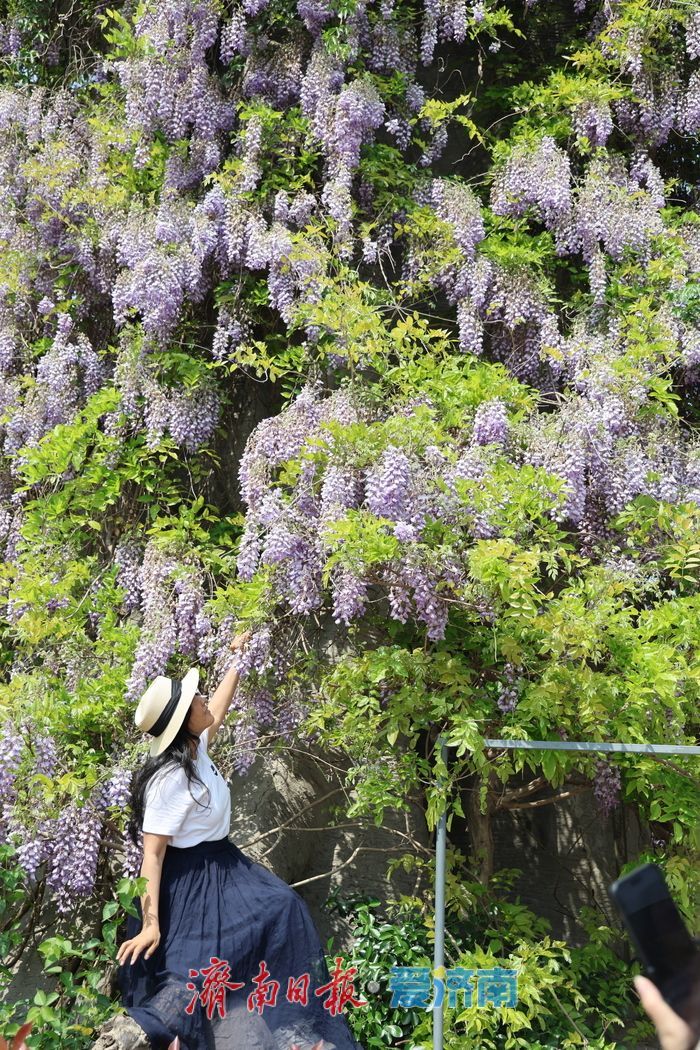 泉城公园“紫藤瀑布”成为新晋打卡点