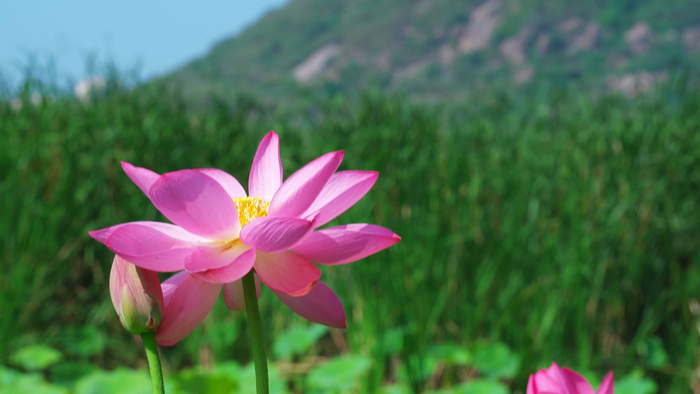 济南华山历史文化湿地公园：荷花映日红 美景如画来