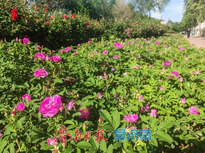 玫瑰花开 浪漫泉城