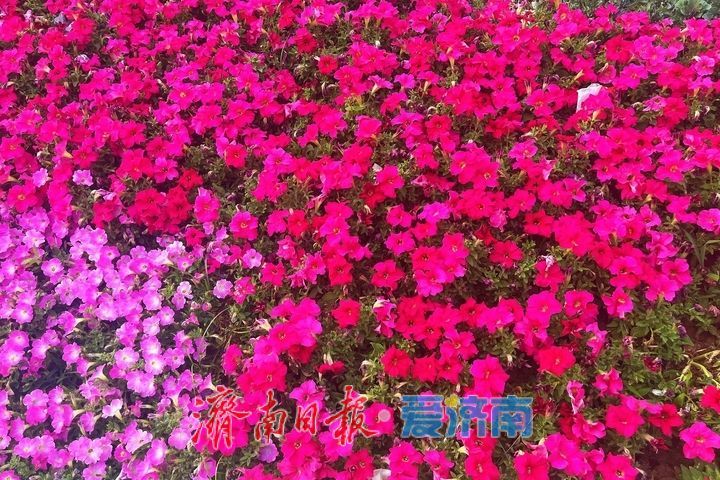 一年四季 泉在济南丨初夏换新颜 精致花境扮靓街巷