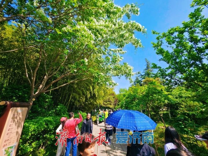 流苏似雪映清泉 五龙潭暮春花开醉游人