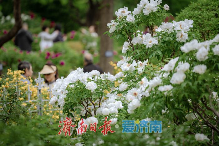 济南泉城公园牡丹芍药盛放，市民共赏春日盛景