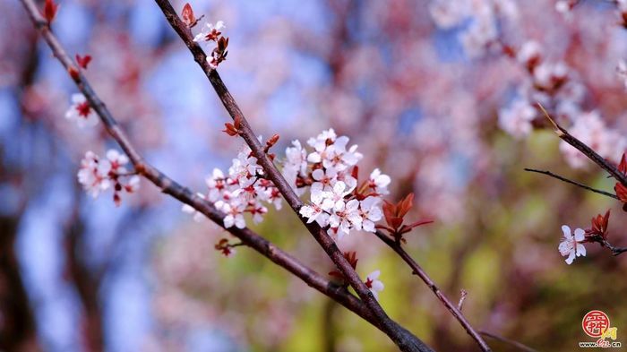 飞阅黄河大坝，邂逅“生态廊道”的春日序章｜春满槐荫·黄河长堤画卷①