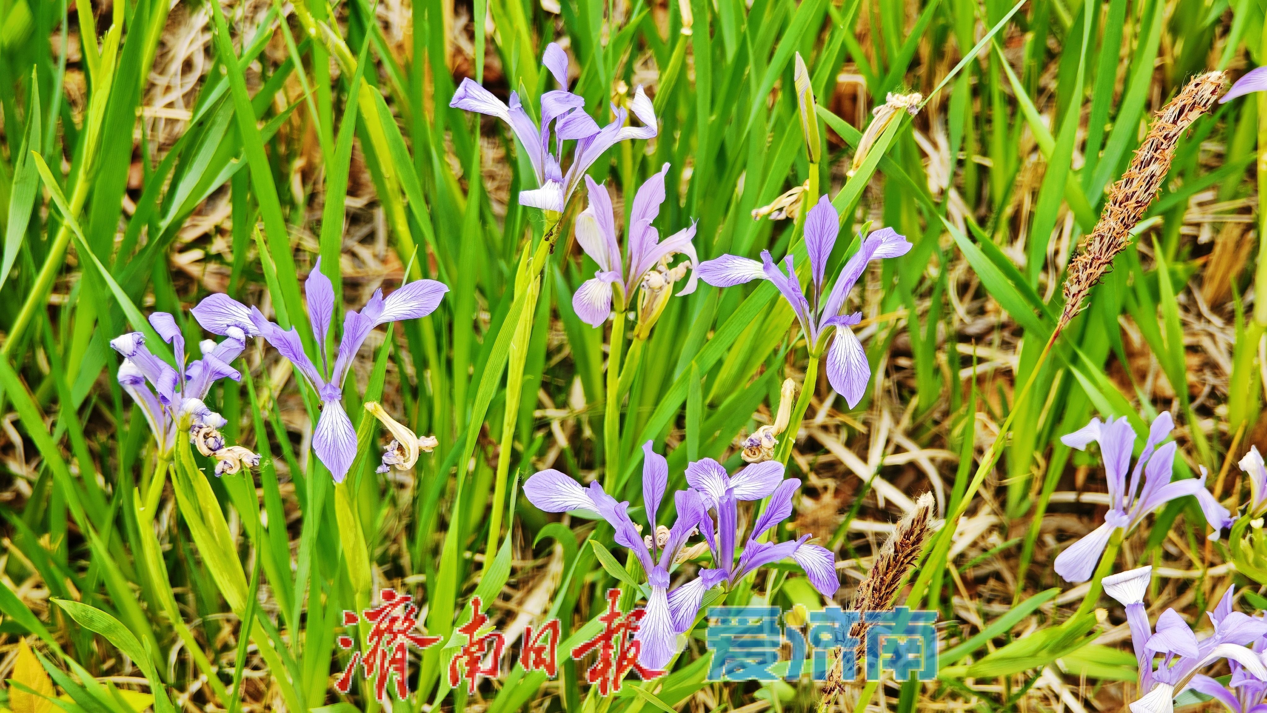 济南腊山河公园马蔺盛放 紫色花海扮靓春日滨水廊道