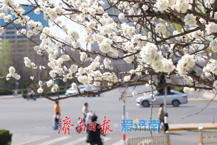 济南腊山河畔白色梅花盛放如粉似雪