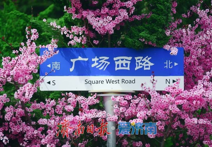 繁花盛开，校园“樱花大道”迎来最美时刻