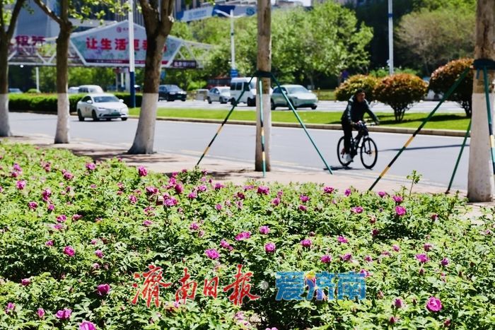 一年四季 泉在济南丨春雨润泉城 首批玫瑰绽放添浪漫