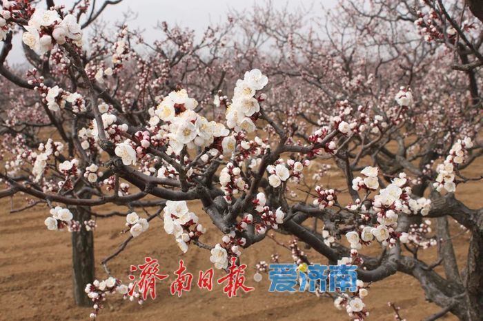 春日暖阳，带你奔赴浪漫花约，济南市特色林果赏花攻略来啦→