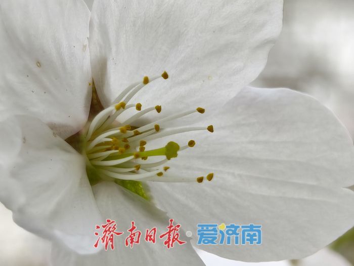 樱花盛放扮靓城市河畔 春日画卷引客来