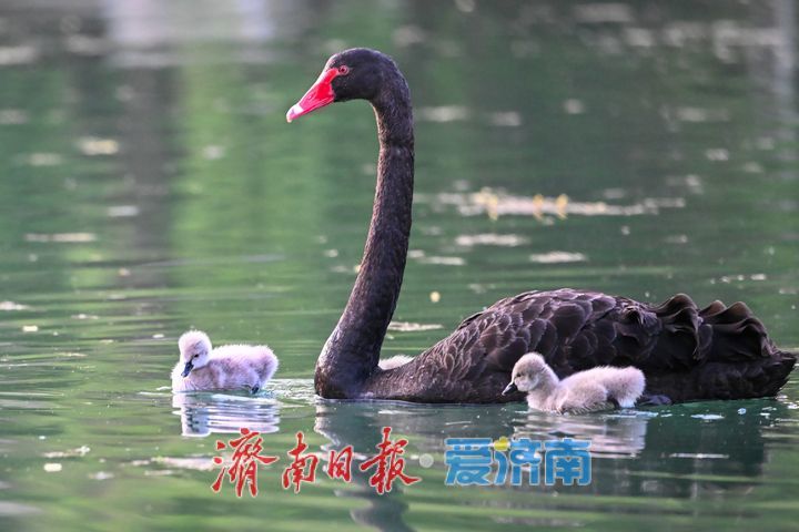 萌翻了！大明湖黑天鹅首次诞生五只鹅宝宝