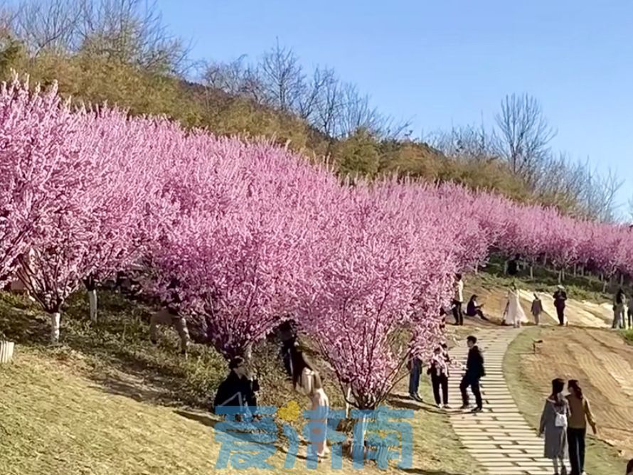 冲击28℃！四月济南晴暖开场 下周中段大风降雨又降温