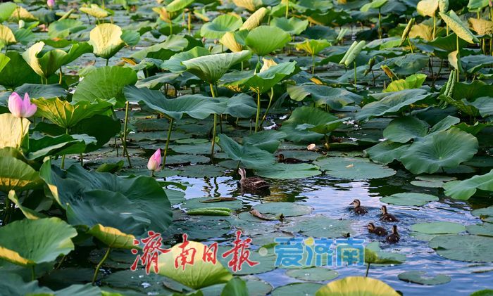 一年四季 泉在济南 