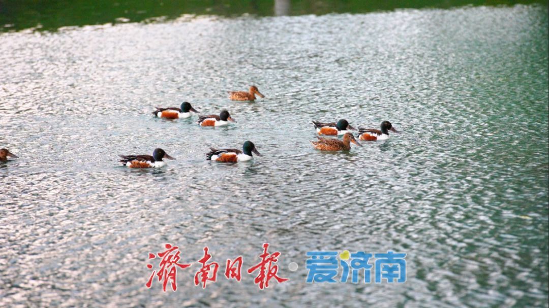 7月3日起，济南白泉生态保护项目对市民免费开放