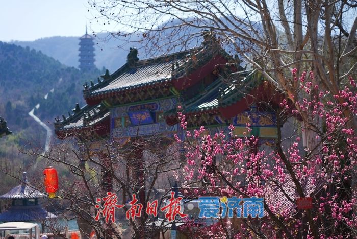 满谷芬芳！济南红叶谷梅花进入最佳观赏期