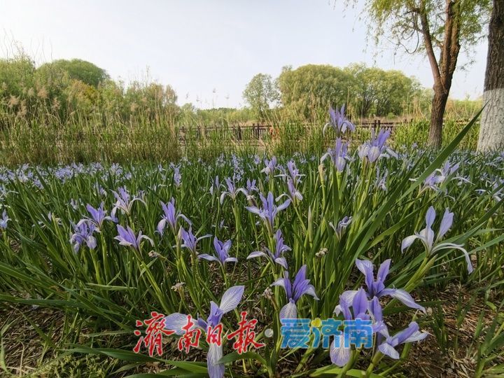 紫色花海！马兰花开引客来