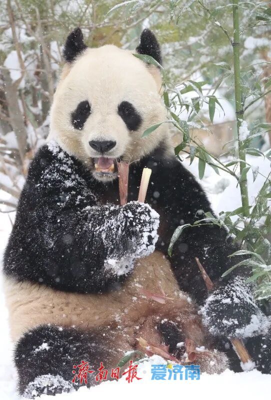雪漫济南府 九景入画来