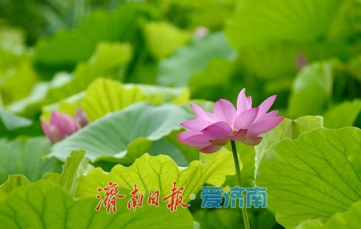 一年四季 泉在济南丨大明湖荷花盛开 游客纷至沓来打卡赏景