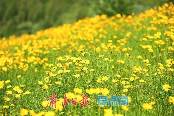济南初夏“黄金毯”上线！蚰蜒山下万平金鸡菊花海盛放