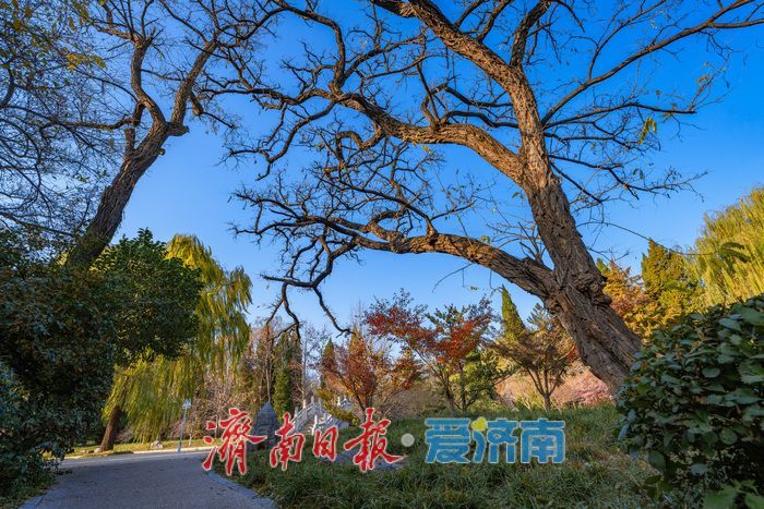 济南降温迎清透蓝天 南郊宾馆公园冬日景致美如画
