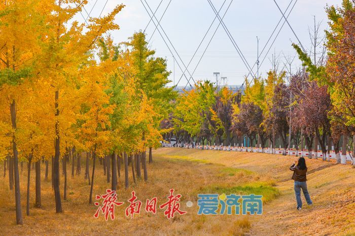 一年四季 泉在济南丨济南黄河银杏林步入唯美交替盛景