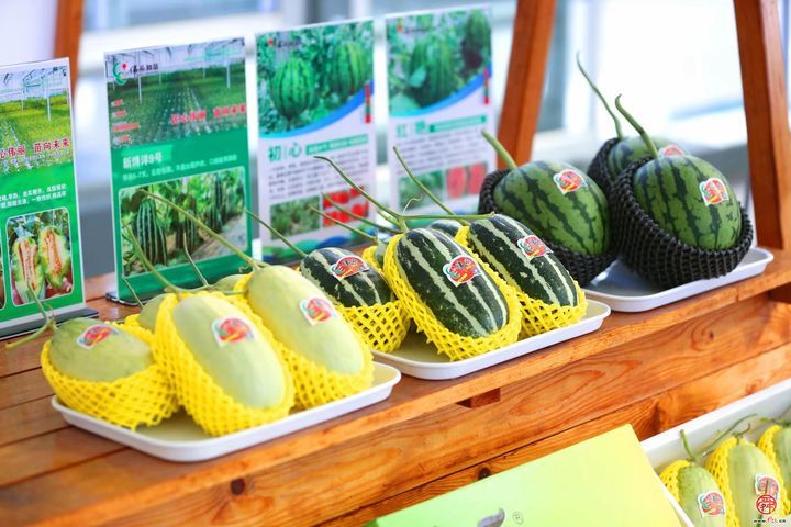 甜蜜风暴席卷高官寨！谁是最强“甜瓜王”？——2026年高官寨甜瓜季种植能手评选鸣锣开赛