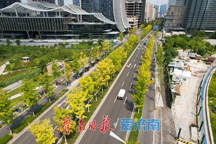 济南CBD秋色初绽 “娜塔栎”染金铺展都市生态画卷