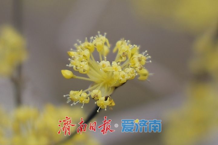 一年四季 泉在济南丨繁花似锦 泉城公园藏尽春日浪漫