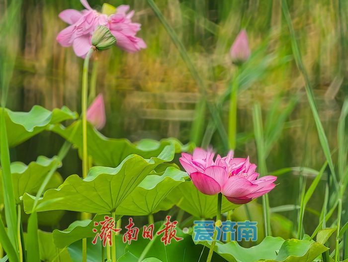 一年四季 泉在济南丨绿荷犹在粉艳如初，济南CBD藏着一整个初秋的温柔