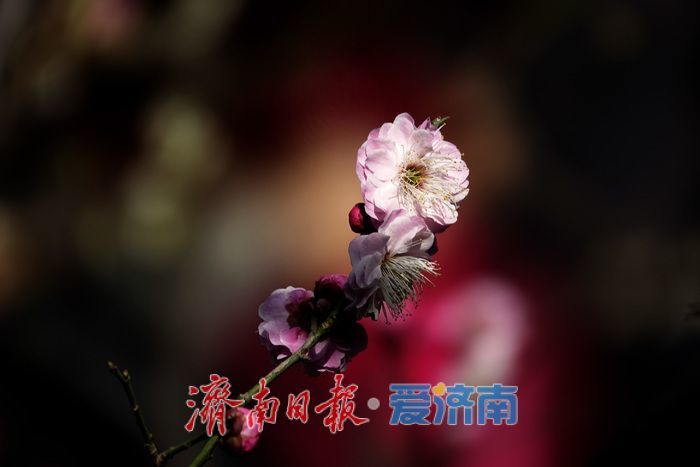 一年四季 泉在济南丨梅开枝头春意闹 暗香浮动醉春光