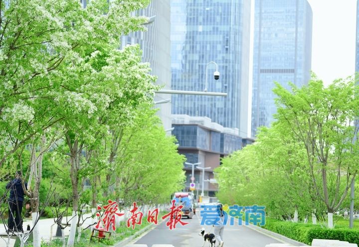 一年四季 泉在济南丨济南中央商务区绘就春日画卷