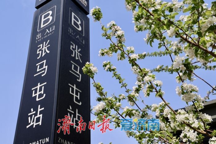 梦幻海棠花开 地铁站外遇春潮