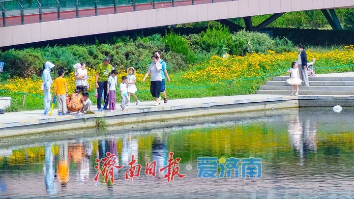 鎏金花开满湖畔云锦湖畔毛叶金光菊绚烂盛放