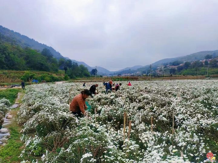 从“采菊东篱”的诗意到“乡村振兴”的盛景——官庄街道连绵青山绽放“幸福花海”