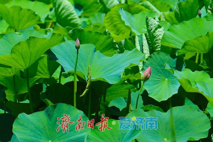 一年四季 泉在济南丨小荷才露尖尖角 解锁夏日温柔诗意