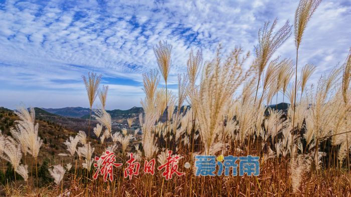 红叶热烈，荻花轻盈，济南丁子寨秋日山野美出圈