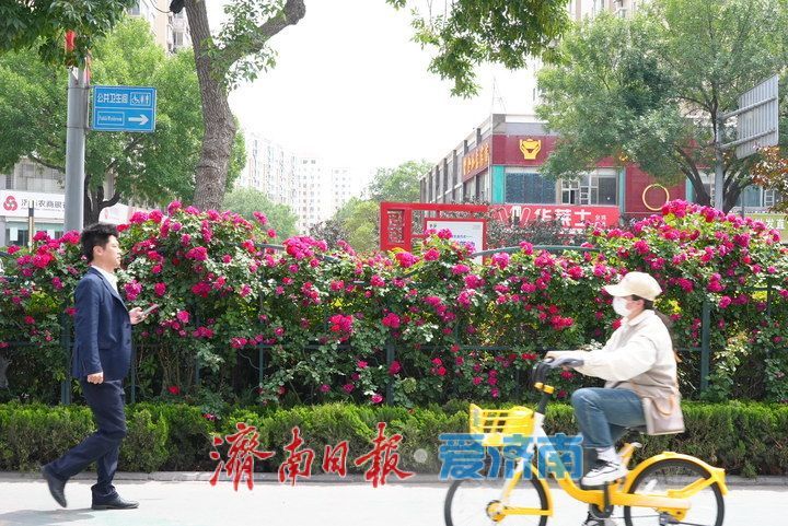 济泺路百米“月季花墙” 铺展泉城初夏诗意长卷