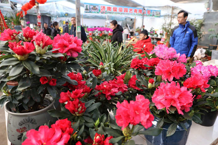 生活䲜䲜！年宵花市正红火，姹紫嫣红迎新春