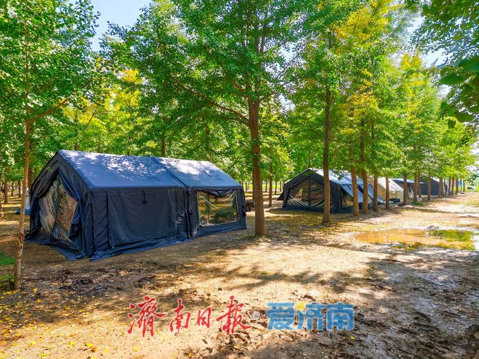 秋日限定！市民扎堆黄河银杏林，野炊成周末休闲新时尚