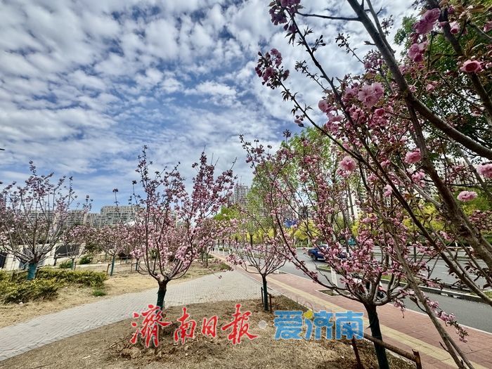一年四季 泉在济南丨凤山路新增樱花公园 晚樱绽放醉游人