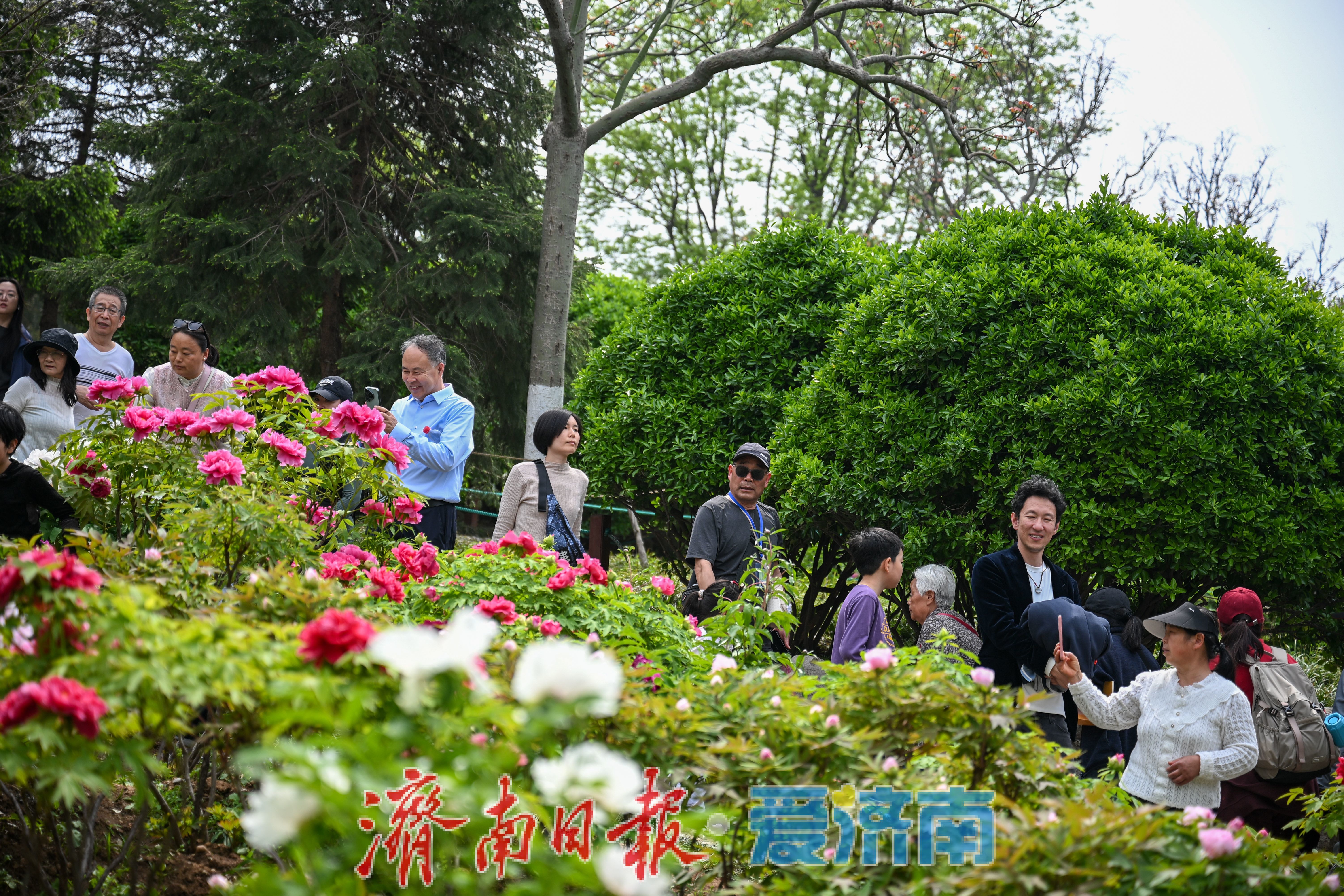 一年四季 泉在济南丨泉城公园牡丹盛放迎春 周末赏花人潮涌动