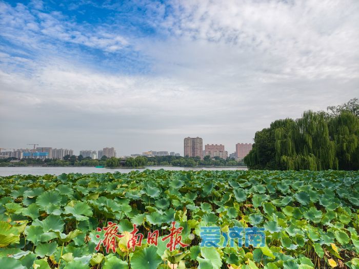 秋染大明湖，晨昏皆如画