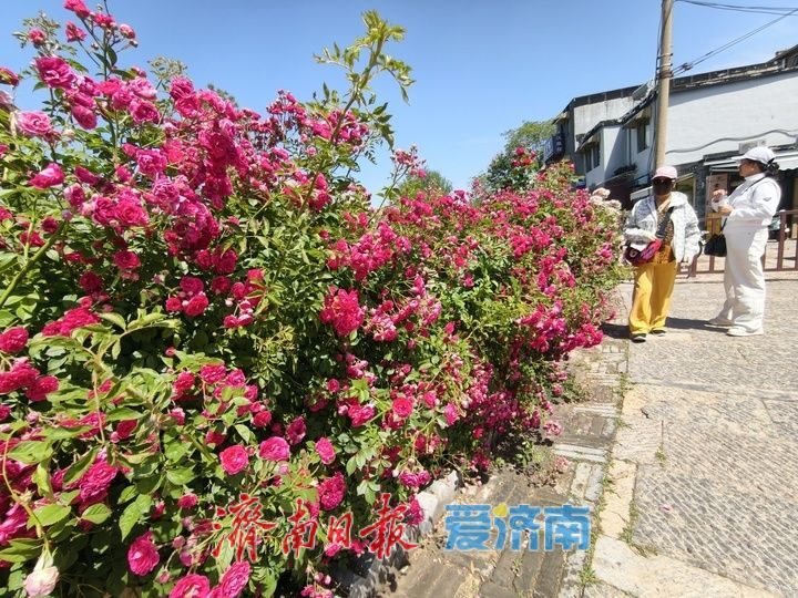 一年四季 泉在济南丨繁花织锦缎 百花洲月季扮靓泉城街巷